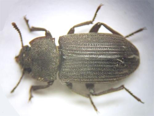 Réf. 44 270 : Gonocephalum calcaripes