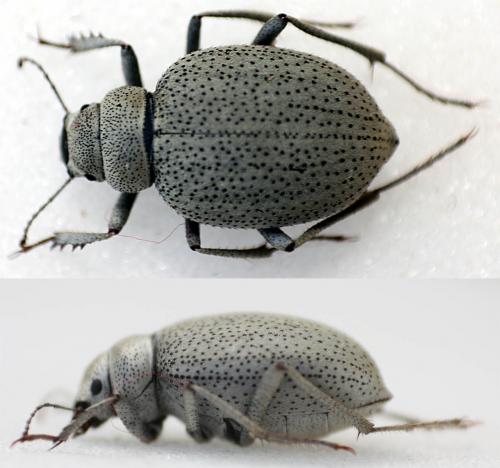 Leucolaephus nigropunctatus