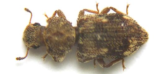 Réf. 44 810 : Coxelus pictus
