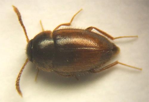 Attaephilus arenarius