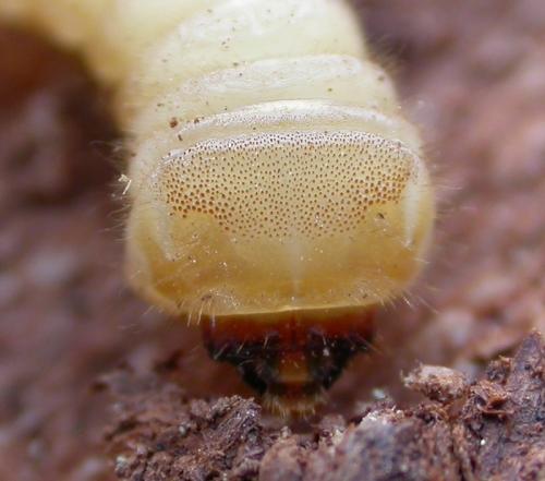Saperda punctata