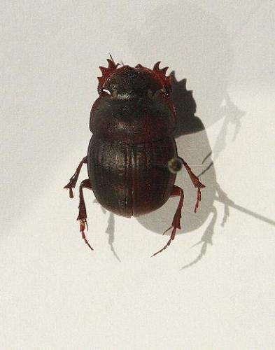 Metacatharsius sp.