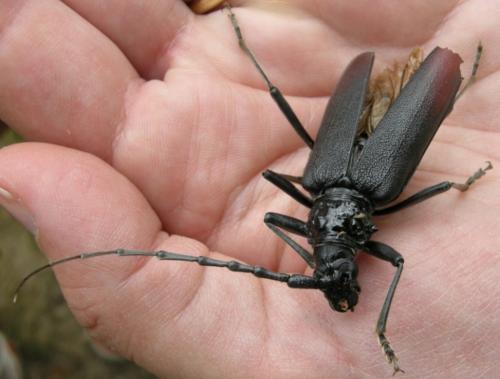 Cerambyx cerdo