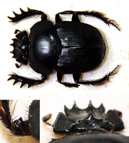 Scarabaeus cristatus
