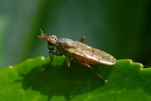 Réf. 44 959 : Elgiva cucularia