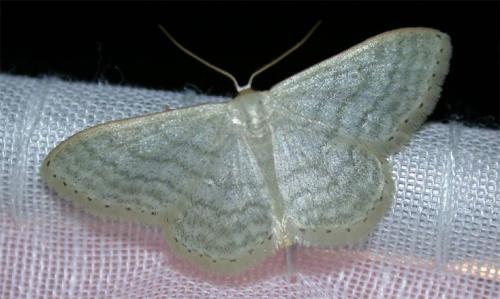 Réf. 44 060 : Idaea subsericeata