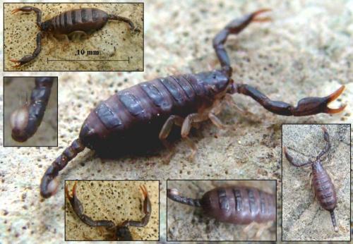 Euscorpius sp.