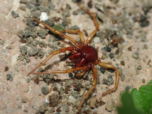 Réf. 44 749 : Dysdera sp.
