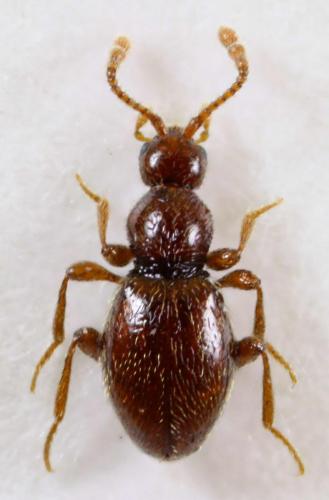 Scydmaenus rufus