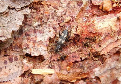 Semanotus undatus