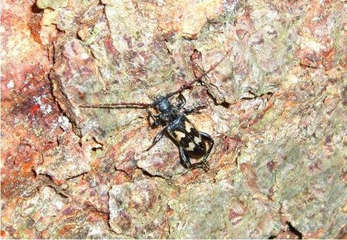 Semanotus undatus