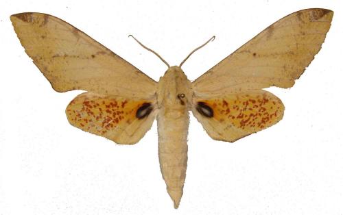 Réf. 44 350 : Platysphinx phyllis