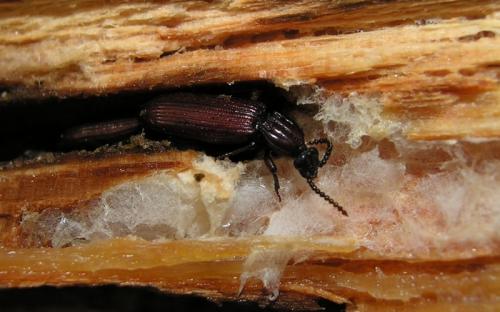 Rhysodes sulcatus