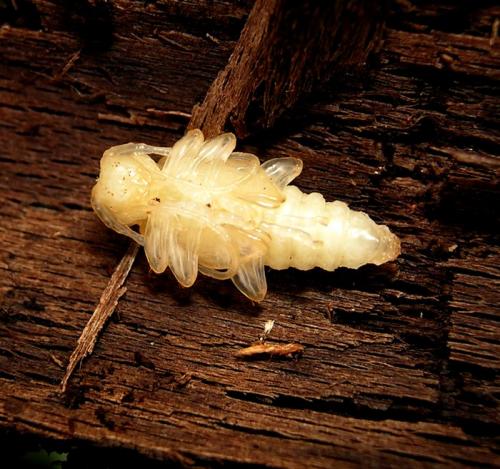 Oplosia cinerea