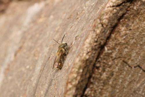 Réf. 44 856 : Osmia caerulescens