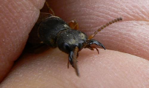 Réf. 44 515 : Staphylinus caesareus