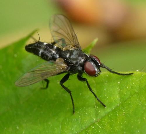 Gastrolepta anthracina