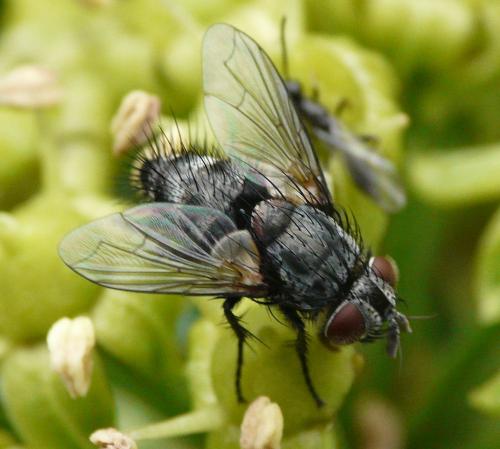 Phryxe vulgaris