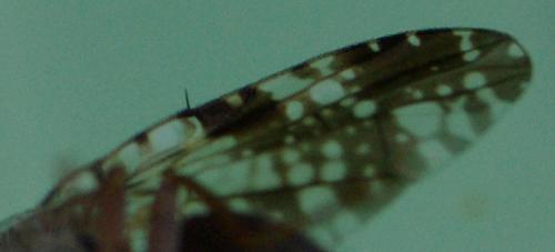 Tephritis vespertina