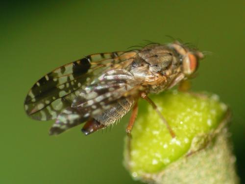 Tephritis vespertina