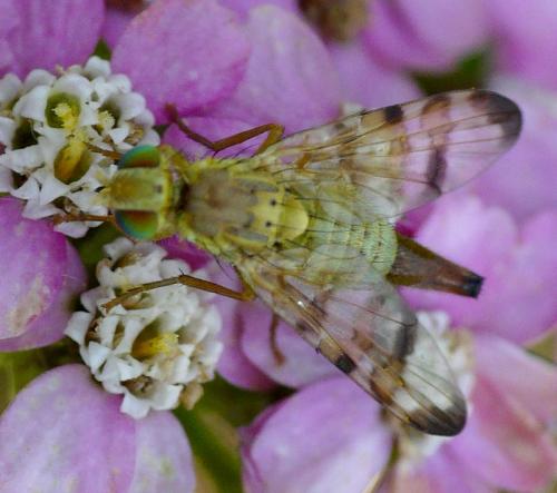 Réf. 44 301 : Terellia tussilaginis