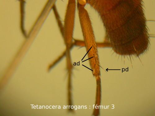 Réf. 44 808 : Tetanocera arrogans