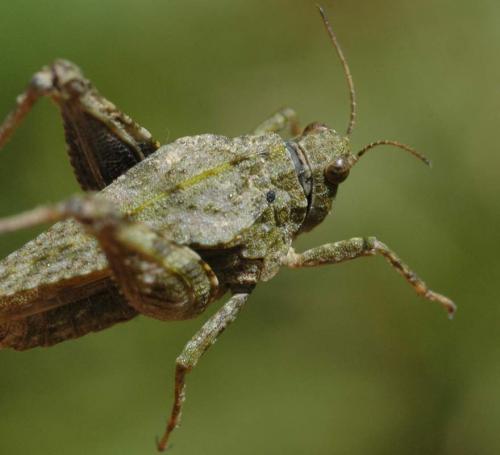 Réf. 44 519 : Tetrix bolivari