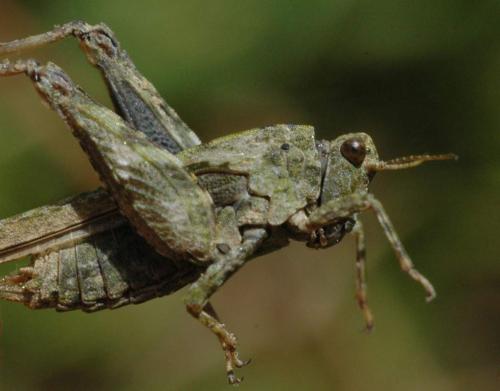 Réf. 44 520 : Tetrix bolivari