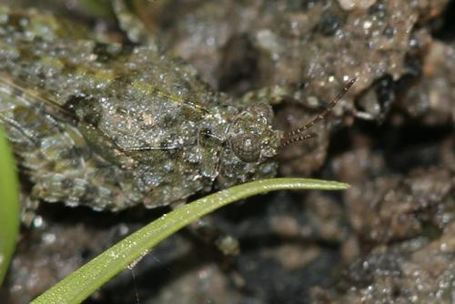 Paratettix meridionalis