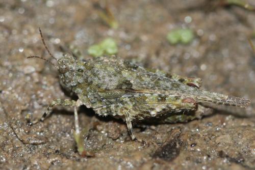 Paratettix meridionalis