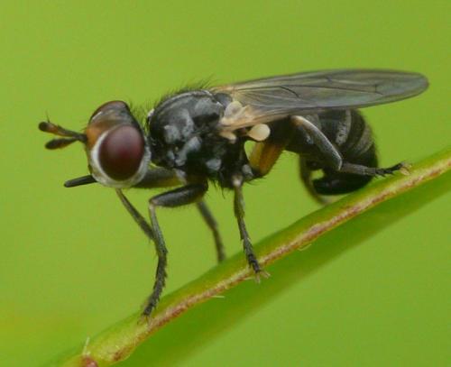 Réf. 44 069 : Thecophora distincta