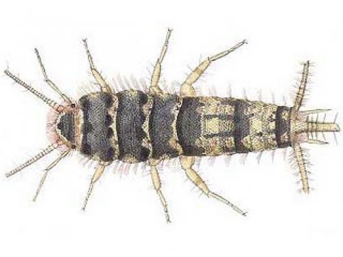 Thermobia domestica