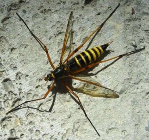 Ctenophora flaveolata