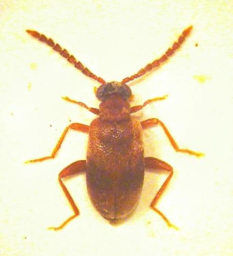 Aderus populneus