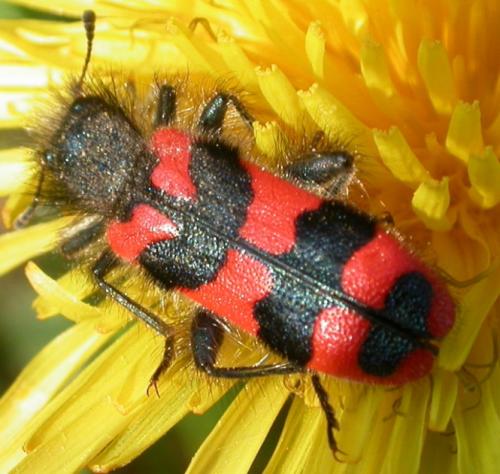 Trichodes alvearius