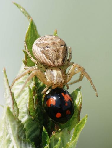 Xysticus sp.