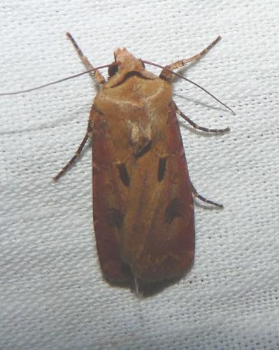 Agrotis exclamationis