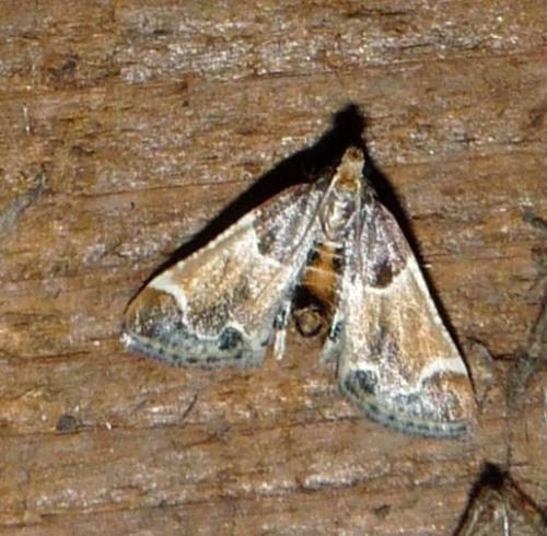 Pyralis farinalis