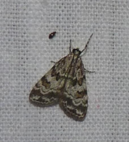 Réf. 44 925 : Scoparia pyralella