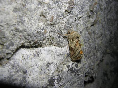 Euchalcia modestoides