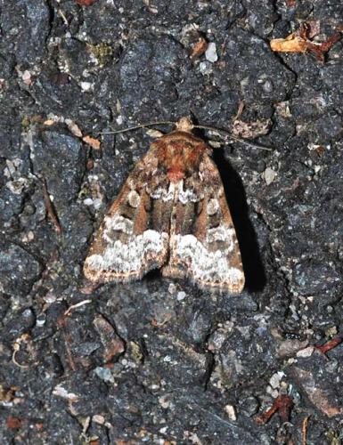 Oligia versicolor