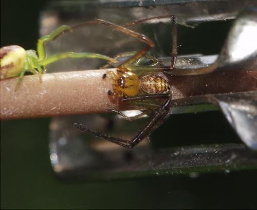 Réf. 44 651 : Diaea dorsata