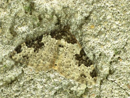 Xanthorhoe fluctuata
