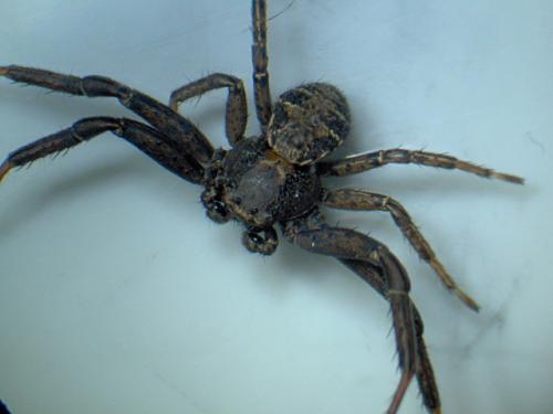 Xysticus acerbus