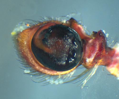 Réf. 44 329 : Xysticus acerbus