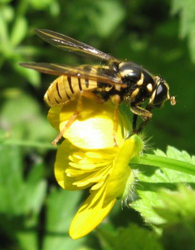 Temnostoma vespiforme