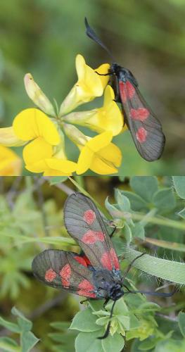 Zygaena trifolii