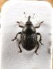 44456 – Photo : vanderbergh – France (66)