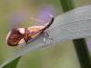 44349 – Photo : Franck Buron – France (49)