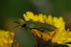 44134 – Photo : Anax – France (26)